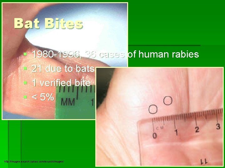 Bat Bites § § 1980 -1996, 36 cases of human rabies 21 due to