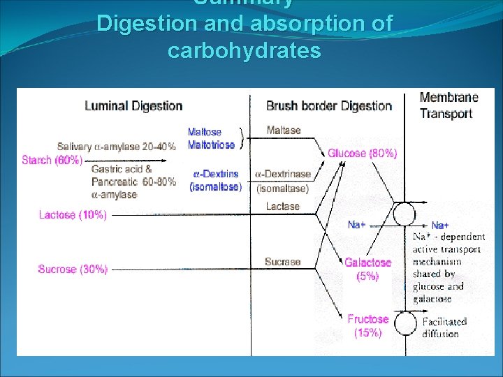 Summary Digestion and absorption of carbohydrates 