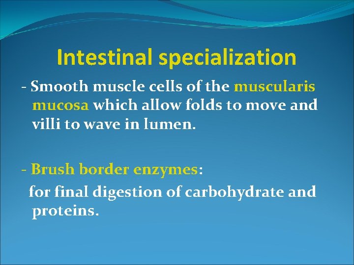 Intestinal specialization - Smooth muscle cells of the muscularis mucosa which allow folds to