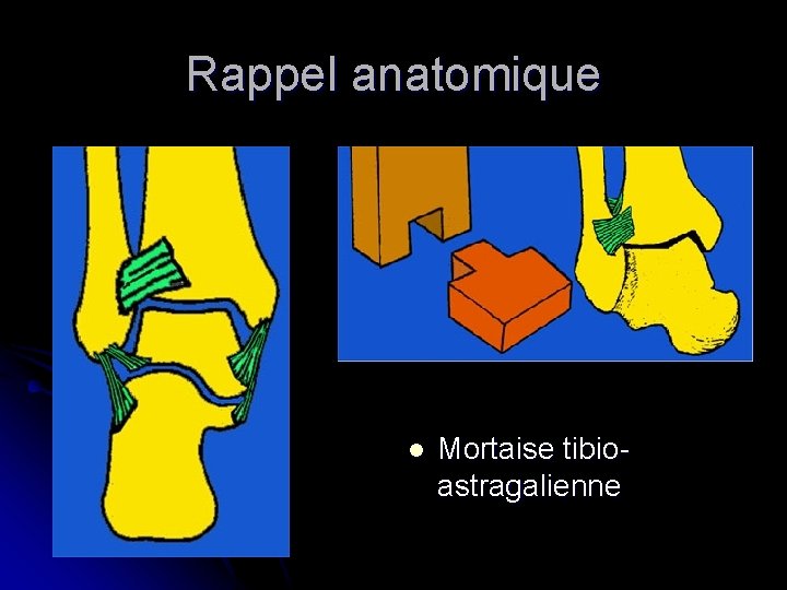 Rappel anatomique l Mortaise tibioastragalienne 