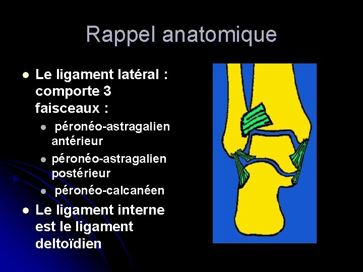 Rappel anatomique l Le ligament latéral : comporte 3 faisceaux : l l péronéo-astragalien