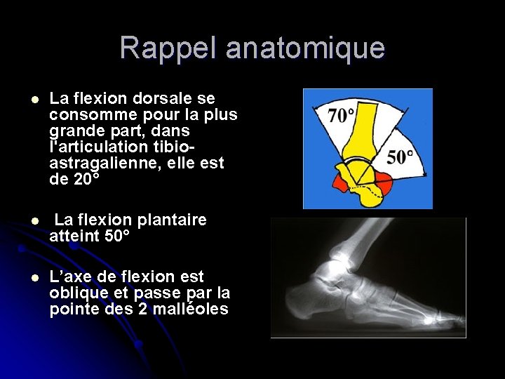 Rappel anatomique l La flexion dorsale se consomme pour la plus grande part, dans