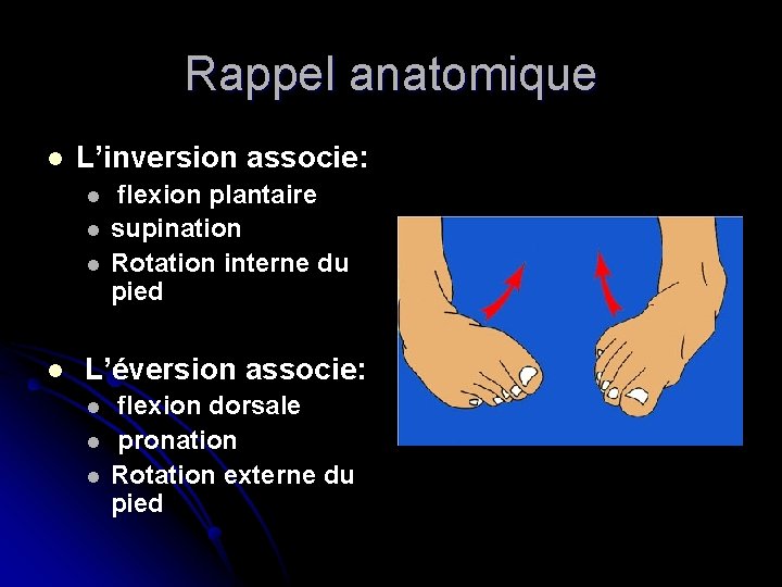 Rappel anatomique l L’inversion associe: l l flexion plantaire supination Rotation interne du pied