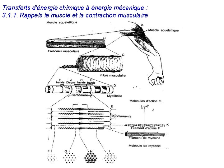 Transferts d’énergie chimique à énergie mécanique : 3. 1. 1. Rappels le muscle et