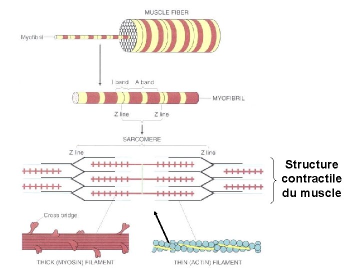 Structure contractile du muscle 