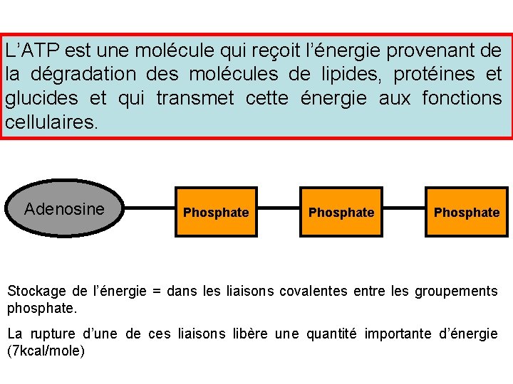 L’ATP est une molécule qui reçoit l’énergie provenant de la dégradation des molécules de