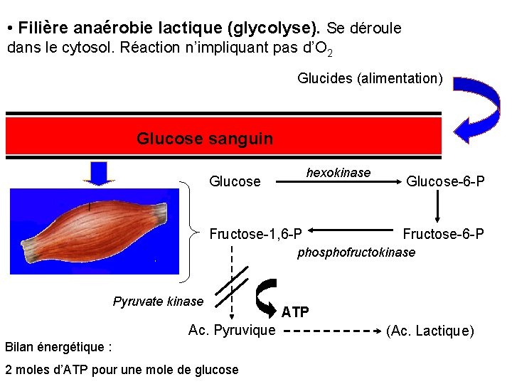  • Filière anaérobie lactique (glycolyse). Se déroule dans le cytosol. Réaction n’impliquant pas