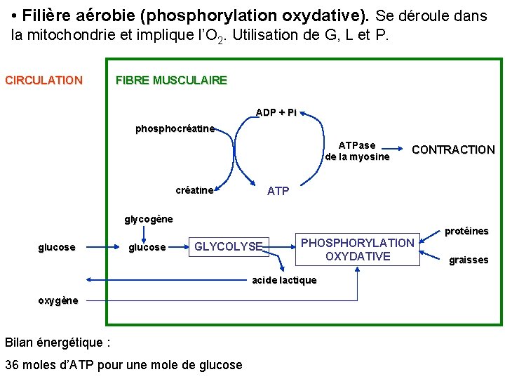  • Filière aérobie (phosphorylation oxydative). Se déroule dans la mitochondrie et implique l’O