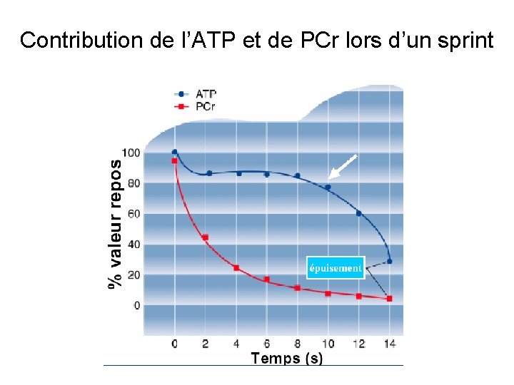 Contribution de l’ATP et de PCr lors d’un sprint 