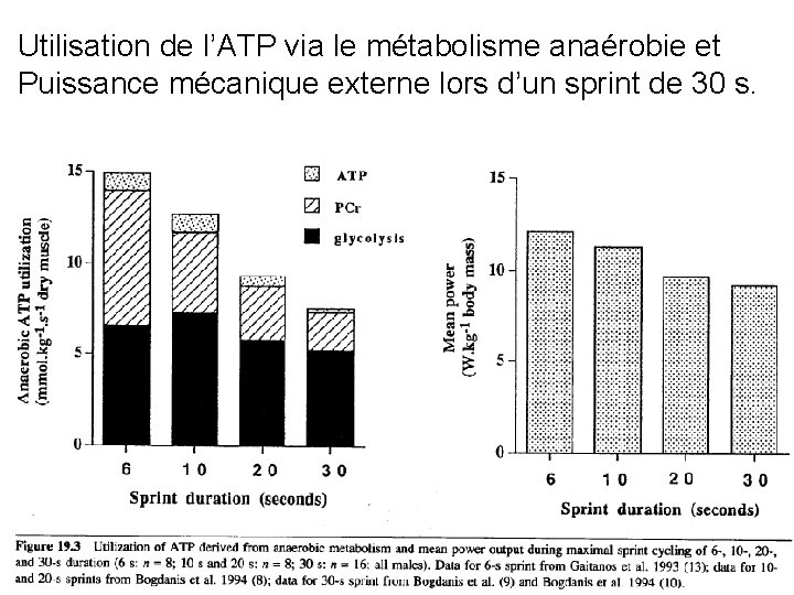 Utilisation de l’ATP via le métabolisme anaérobie et Puissance mécanique externe lors d’un sprint
