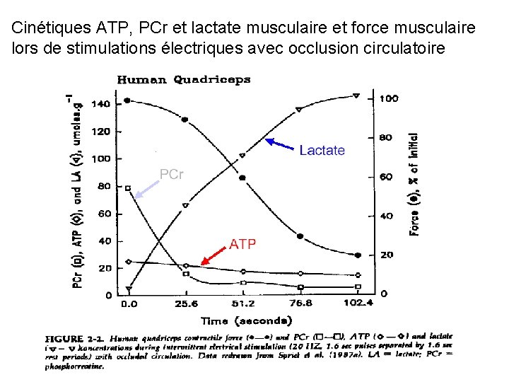 Cinétiques ATP, PCr et lactate musculaire et force musculaire lors de stimulations électriques avec