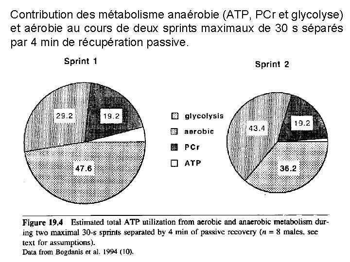 Contribution des métabolisme anaérobie (ATP, PCr et glycolyse) et aérobie au cours de deux
