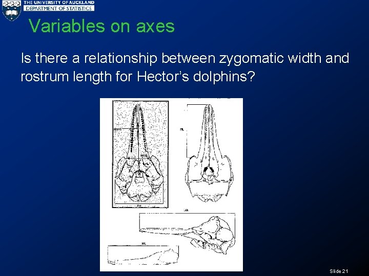 Variables on axes Is there a relationship between zygomatic width and rostrum length for