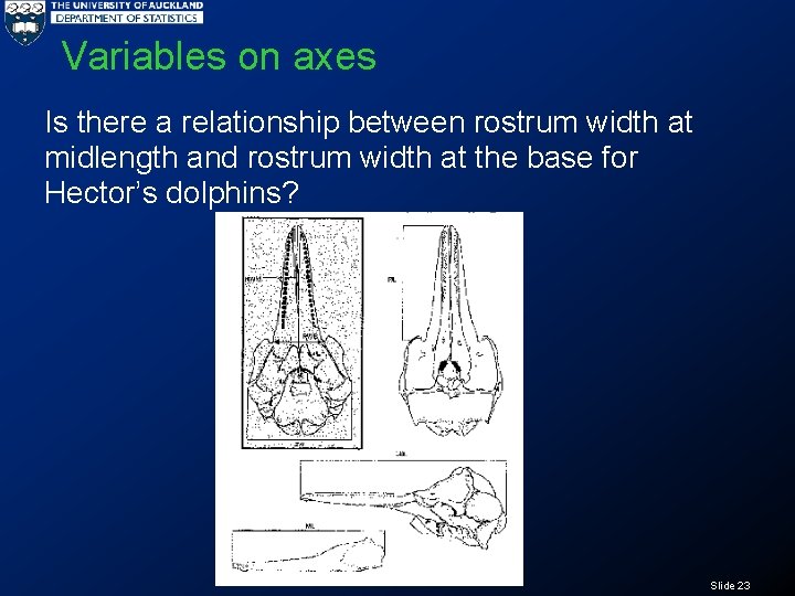 Variables on axes Is there a relationship between rostrum width at midlength and rostrum