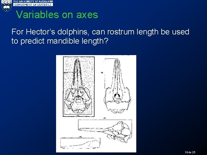 Variables on axes For Hector’s dolphins, can rostrum length be used to predict mandible