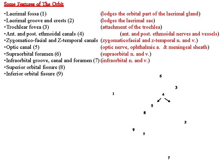 Some Features of The Orbit • Lacrimal fossa (1) (lodges the orbital part of