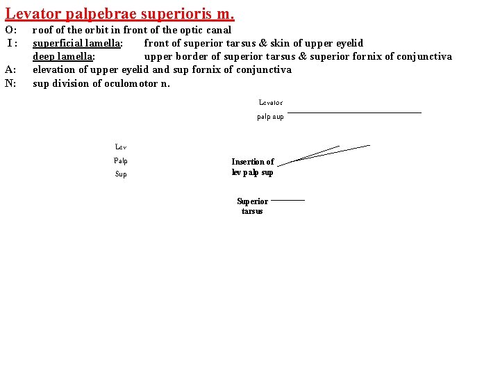 Levator palpebrae superioris m. O: I: A: N: roof of the orbit in front