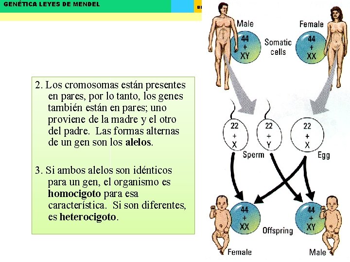 GENÉTICA LEYES DE MENDEL 2. Los cromosomas están presentes en pares, por lo tanto,