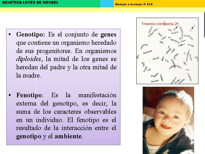 GENÉTICA LEYES DE MENDEL Biología y Geología 4º ESO Trisomía cromosoma 21 • Genotipo: