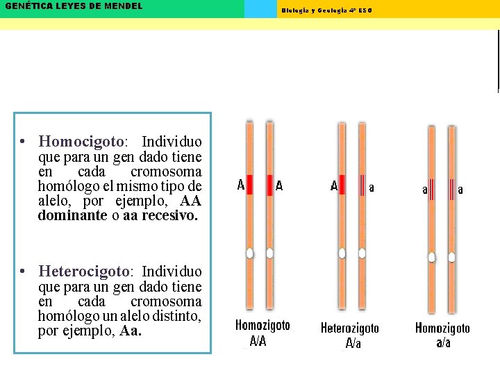 GENÉTICA LEYES DE MENDEL • Homocigoto: Individuo que para un gen dado tiene en