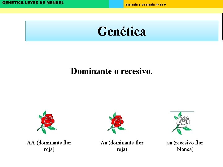 GENÉTICA LEYES DE MENDEL Biología y Geología 4º ESO Genética Dominante o recesivo. AA