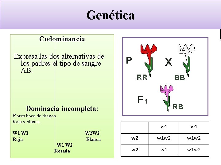 GENÉTICA LEYES DE MENDEL Biología y Geología 4º ESO Genética Codominancia Expresa las dos