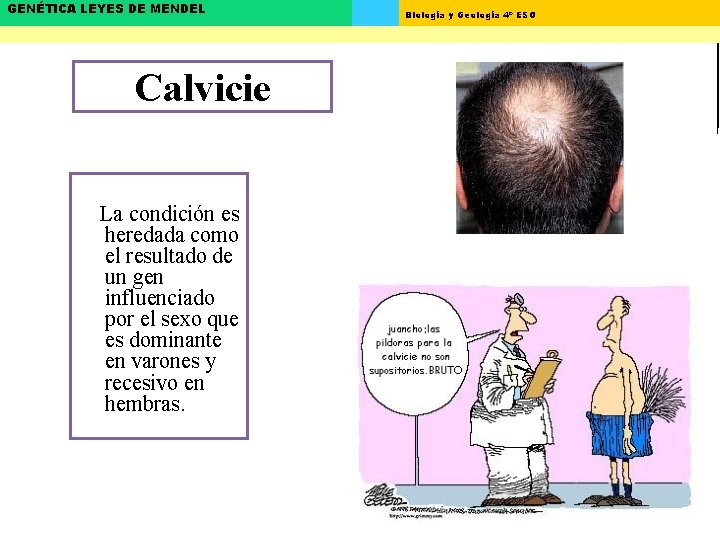 GENÉTICA LEYES DE MENDEL Calvicie La condición es heredada como el resultado de un