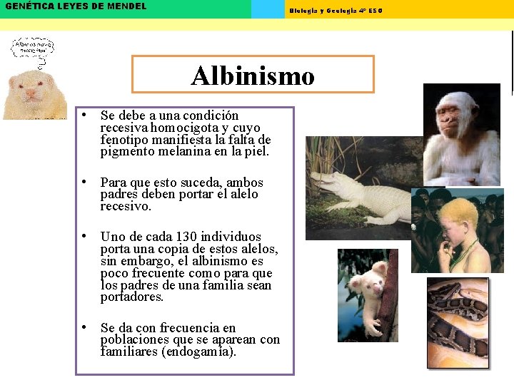GENÉTICA LEYES DE MENDEL Biología y Geología 4º ESO Albinismo • Se debe a