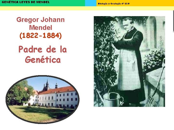 GENÉTICA LEYES DE MENDEL Gregor Johann Mendel (1822 -1884) Padre de la Genética Biología