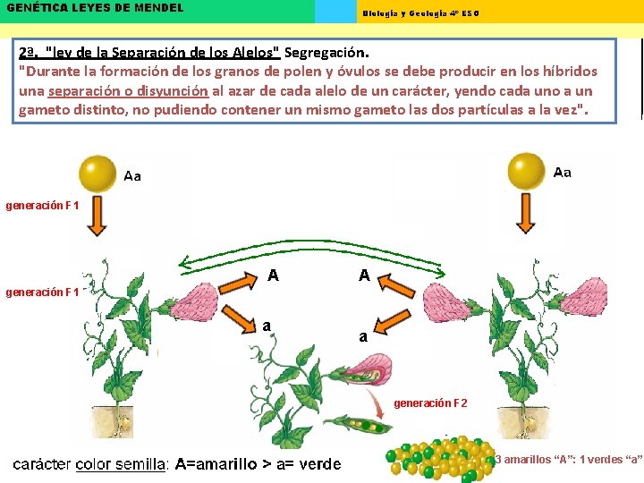 GENÉTICA LEYES DE MENDEL Biología y Geología 4º ESO 2ª. "ley de la Separación