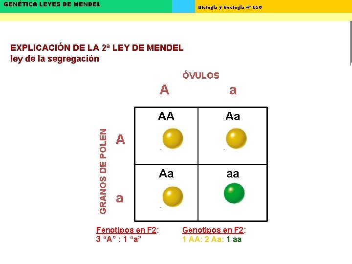 GENÉTICA LEYES DE MENDEL Biología y Geología 4º ESO EXPLICACIÓN DE LA 2ª LEY