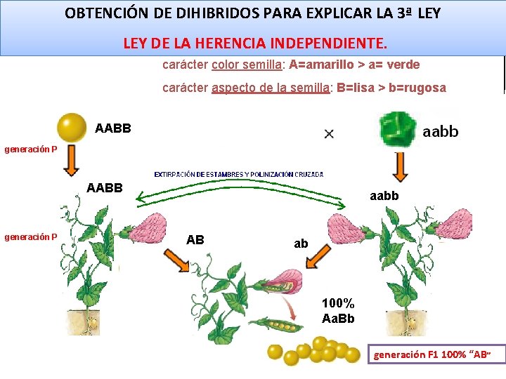 GENÉTICA LEYES DE MENDEL OBTENCIÓN DE DIHIBRIDOS PARA EXPLICAR LA 3ª LEY Biología y