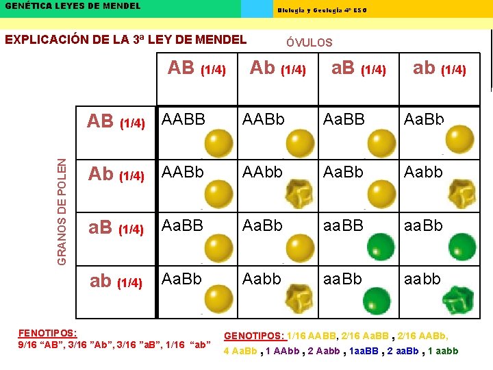 GENÉTICA LEYES DE MENDEL Biología y Geología 4º ESO EXPLICACIÓN DE LA 3ª LEY