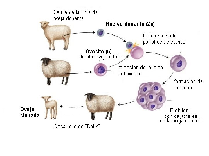 GENÉTICA LEYES DE MENDEL Biología y Geología 4º ESO 