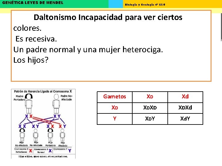 GENÉTICA LEYES DE MENDEL Biología y Geología 4º ESO Daltonismo Incapacidad para ver ciertos