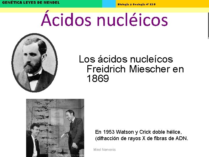 GENÉTICA LEYES DE MENDEL Biología y Geología 4º ESO Ácidos nucléicos Los ácidos nucleícos