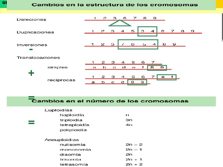 GENÉTICA LEYES DE MENDEL + = = Biología y Geología 4º ESO 