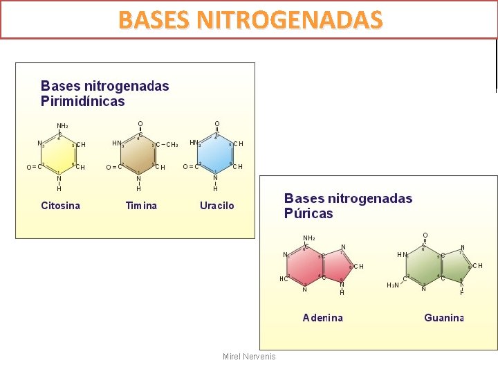 GENÉTICA LEYES DE MENDEL BASES NITROGENADAS Biología y Geología 4º ESO Mirel Nervenis 