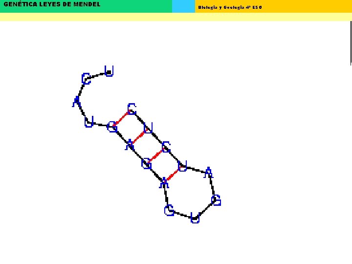 GENÉTICA LEYES DE MENDEL Biología y Geología 4º ESO 