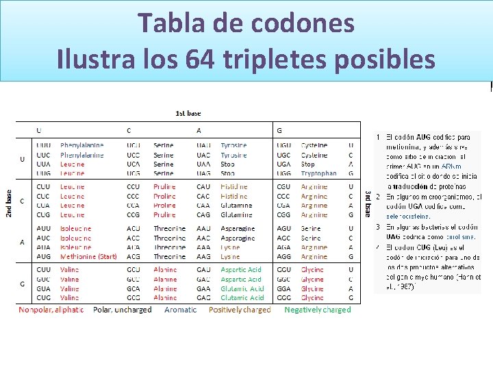 GENÉTICA LEYES DE MENDEL Tabla de codones Ilustra los 64 tripletes posibles Biología y