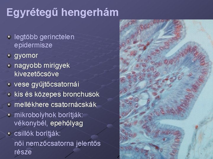 Egyrétegű hengerhám legtöbb gerinctelen epidermisze gyomor nagyobb mirigyek kivezetőcsöve vese gyűjtőcsatornái kis és közepes