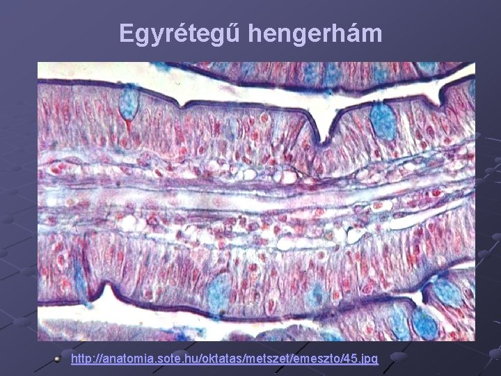 Egyrétegű hengerhám http: //anatomia. sote. hu/oktatas/metszet/emeszto/45. jpg 