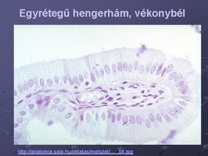 Egyrétegű hengerhám, vékonybél http: //anatomia. sote. hu/oktatas/metszet/. . . 04. jpg 