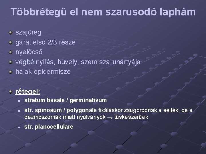 Többrétegű el nem szarusodó laphám szájüreg garat első 2/3 része nyelőcső végbélnyílás, hüvely, szem