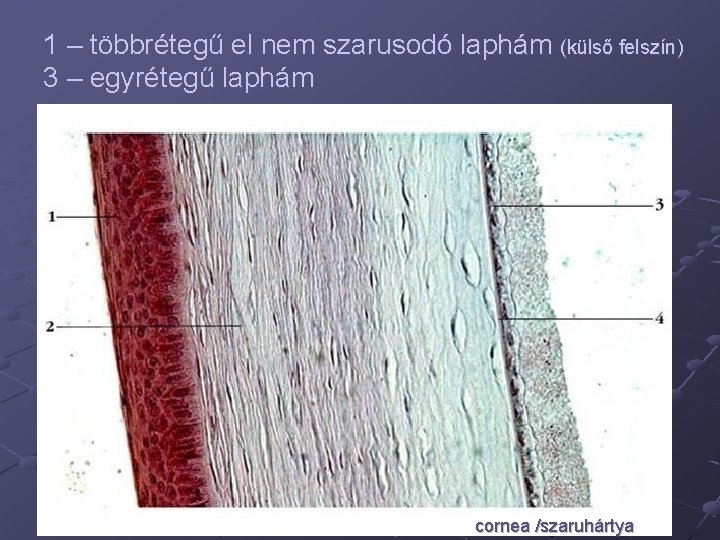 1 – többrétegű el nem szarusodó laphám (külső felszín) 3 – egyrétegű laphám cornea