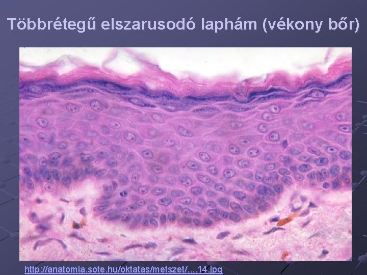 Többrétegű elszarusodó laphám (vékony bőr) http: //anatomia. sote. hu/oktatas/metszet/. . 14. jpg 