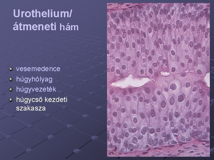 Urothelium/ átmeneti hám vesemedence húgyhólyag húgyvezeték húgycső kezdeti szakasza 