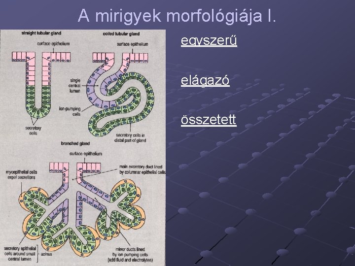 A mirigyek morfológiája I. egyszerű elágazó összetett 