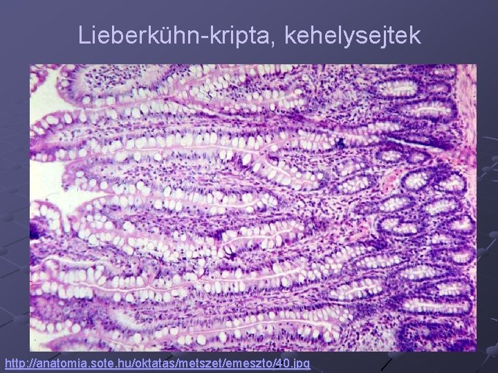 Lieberkühn-kripta, kehelysejtek http: //anatomia. sote. hu/oktatas/metszet/emeszto/40. jpg 