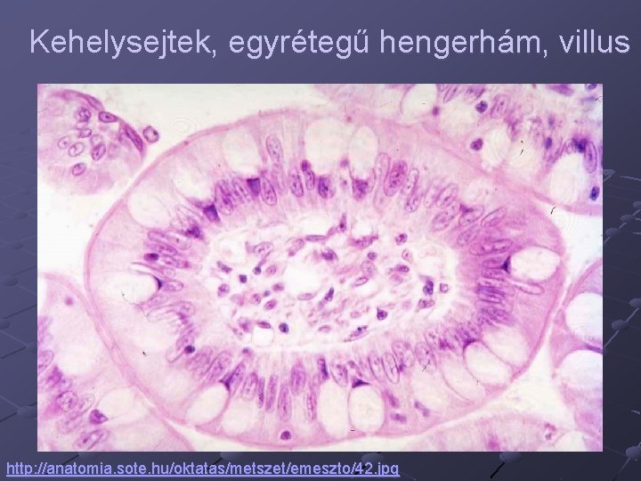 Kehelysejtek, egyrétegű hengerhám, villus http: //anatomia. sote. hu/oktatas/metszet/emeszto/42. jpg 